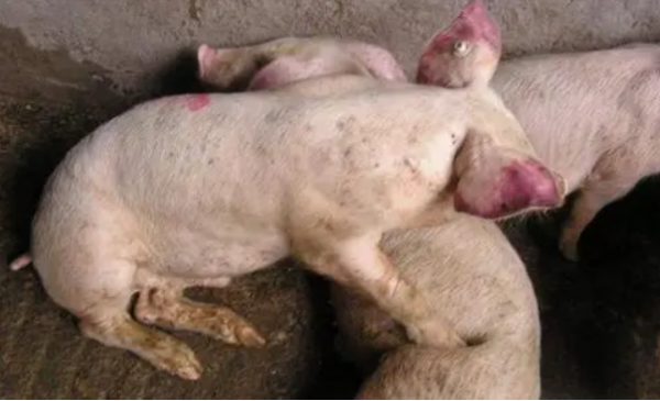 豬後腿無力站不起來用什麼藥?豬後腿軟無力不吃食咋治?本文詳解 豬後腿無力站不起來用什麼藥?豬後腿軟無力不吃食咋治?本文詳解