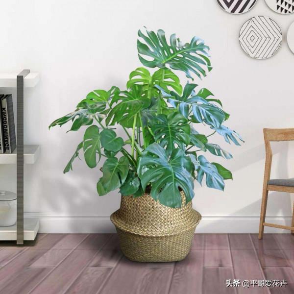 4種花很常見，冬天就怕“曬太陽”，一曬就“完蛋”，你做對了嗎