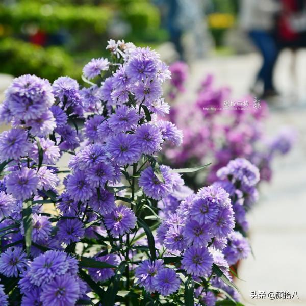 扶不起的荷蘭菊,還是趴著好了|園丁 扶不起的荷蘭菊,還是趴著好了|園丁