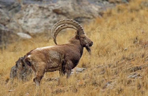 新疆東天山出現成群的北山羊,在山間上躥下跳覓食,超愛舔巖壁 新疆東天山出現成群的北山羊,在山間上躥下跳覓食,超愛舔巖壁
