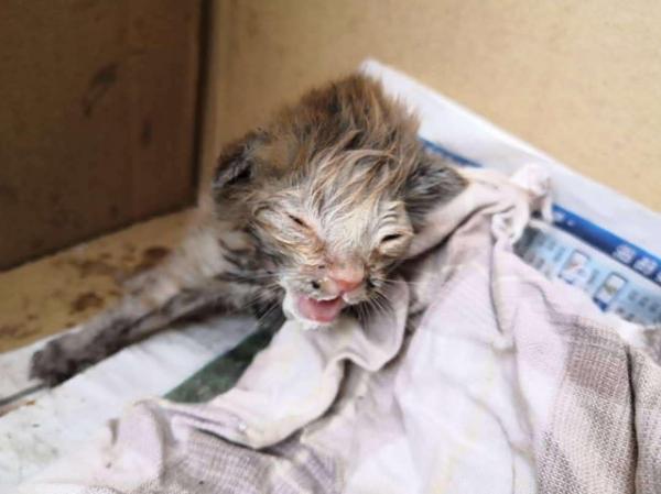 撿到一隻“爛眼貓”,女孩說不在乎貓顏值,卻意外收穫一隻超美貓 撿到一隻“爛眼貓”,女孩說不在乎貓顏值,卻意外收穫一隻超美貓