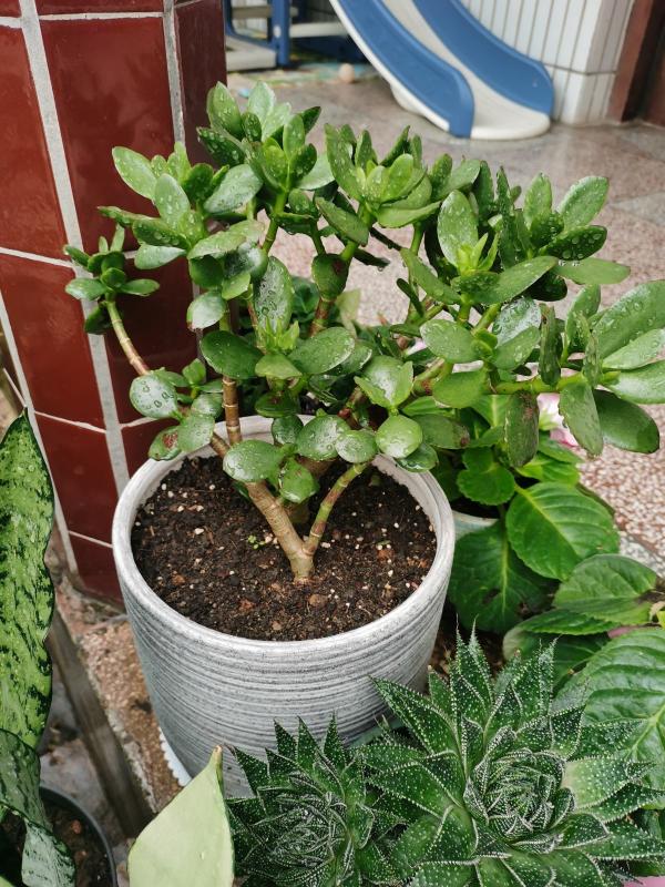 4種植物超怕水，水一多就爛，“放養”才能長得好