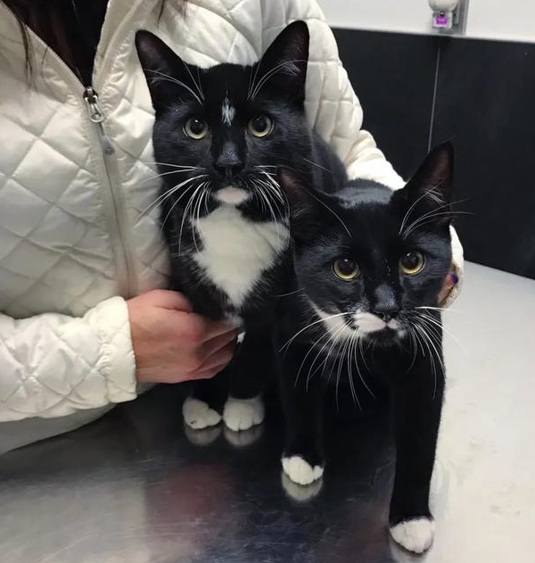 女子好心餵養流浪貓,隔斷時間後喵拖家帶口找上門:賴上我了嗎? 女子好心餵養流浪貓,隔斷時間後喵拖家帶口找上門:賴上我了嗎?