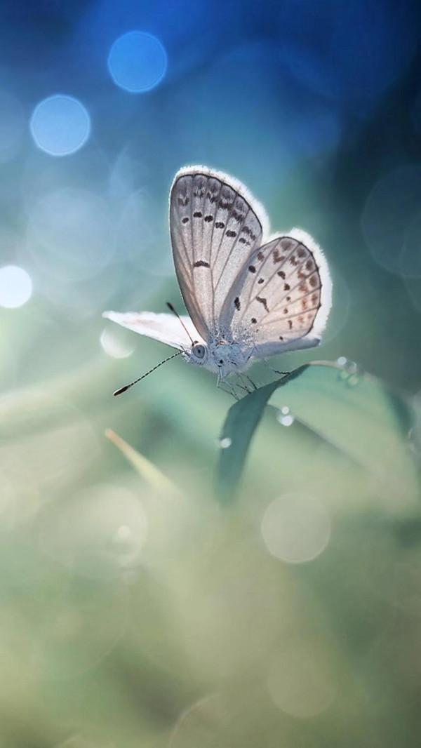 分享——美麗的蝴蝶