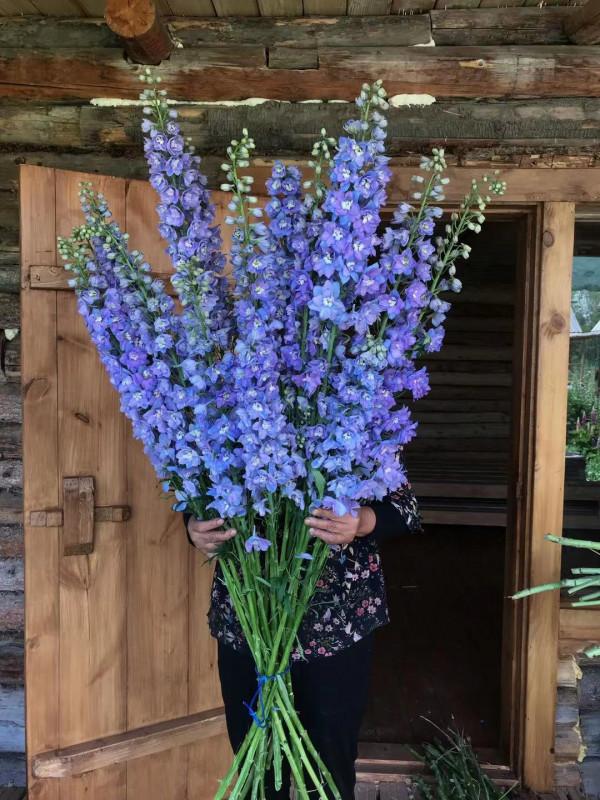 多少人的夢想!湖南姑娘用5年,在新疆禾木打造了個絕美花園 多少人的夢想!湖南姑娘用5年,在新疆禾木打造了個絕美花園