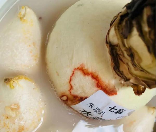 7種花有個小機關,找對位置開啟它,新芽爆滿盆 7種花有個小機關,找對位置開啟它,新芽爆滿盆