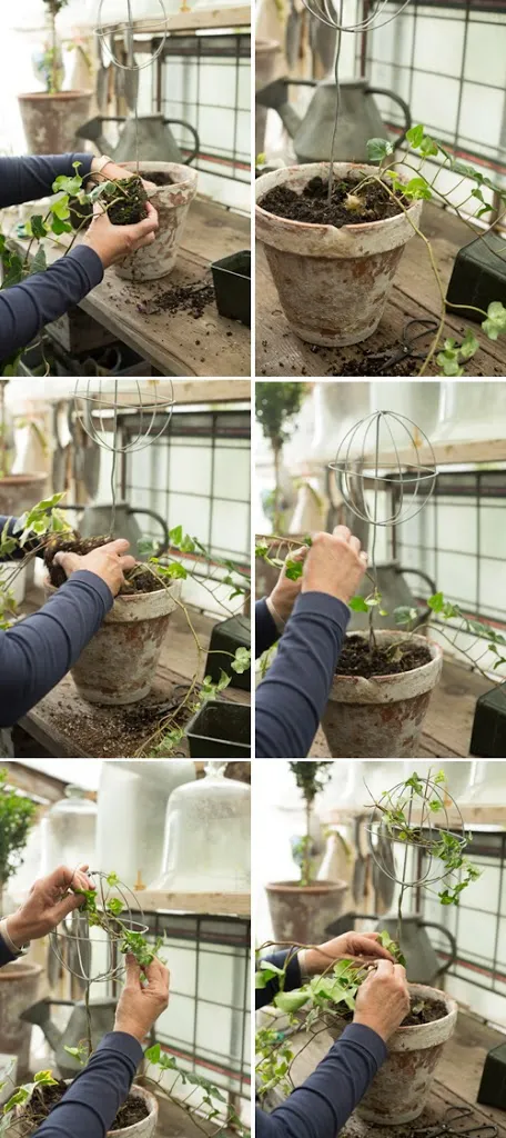 簡單3步就能打造常春藤棒棒糖 簡單3步就能打造常春藤棒棒糖