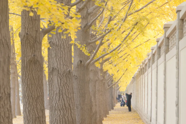 在北京過個秋天，立刻退掉了去騰衝的機票