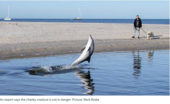 澳大利亞一海豚被困河口!當場表演後空翻和跳躍 澳大利亞一海豚被困河口!當場表演後空翻和跳躍