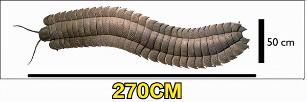 史前巨蟲：長度約2,7米，重量約50公斤的千足蟲被發現