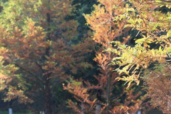 馬龍:五彩斑斕的冬天顏色 馬龍:五彩斑斕的冬天顏色