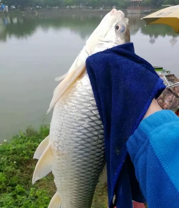 入侵我國最成功的物種？南方水域繁衍40年，有人卻誤以為它是草魚