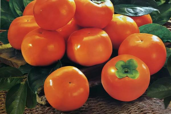 農村老話說“一個柿子十副藥”?關於這3種搭配誤區,早知早好 農村老話說“一個柿子十副藥”?關於這3種搭配誤區,早知早好