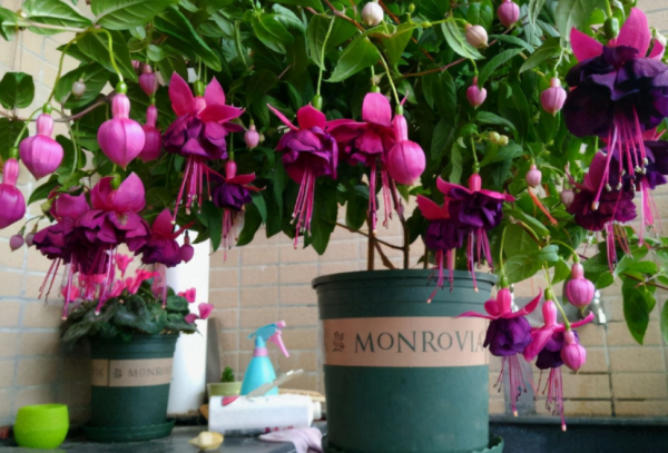 哪幾樣“草花”適合在家養？選這4款，開花勤，打理簡單