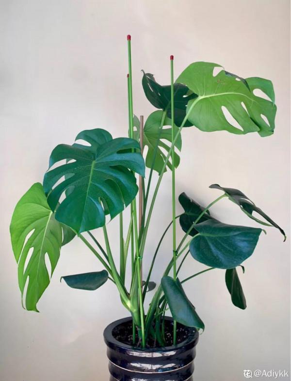 人養花,花也養人,這15種花,越養家裡越乾淨 人養花,花也養人,這15種花,越養家裡越乾淨