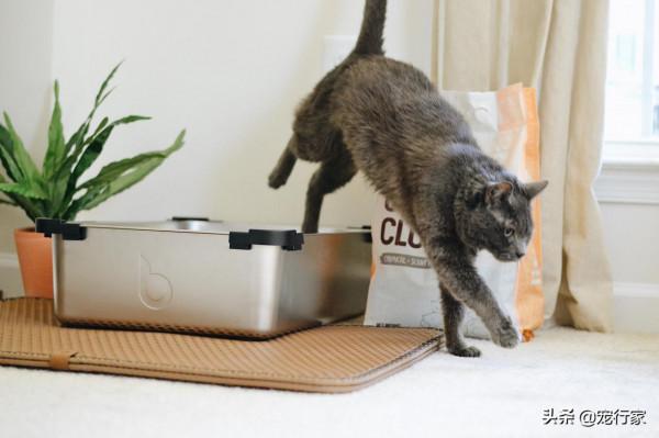 鏟屎官給我喂貓糧，患上尿結石她也不知道！吃貓糧要注意補水