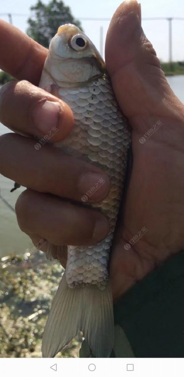 百人競釣黃碼河