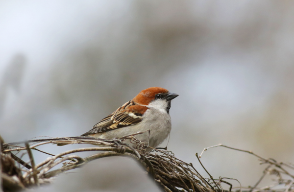 東江攬勝：天天相見不相識，國內五種常見麻雀你能分清嗎？