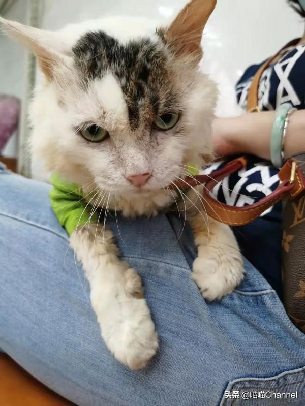 2021即將遠離,2022我要儘自己力量,為更多流浪小動物找到家庭 2021即將遠離,2022我要儘自己力量,為更多流浪小動物找到家庭