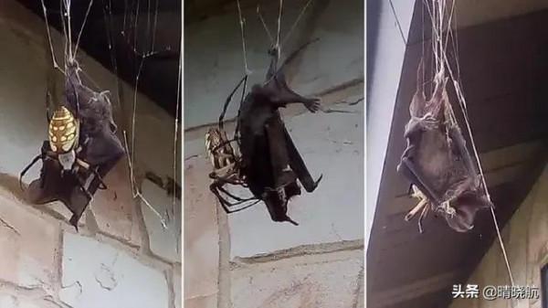 21張活久未見的罕見照片，大自然有時很殘酷，網友直呼長見識了