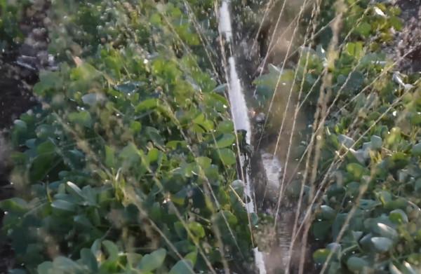 花生開花下針期如何管理?常見小問題,教你輕鬆解決 花生開花下針期如何管理?常見小問題,教你輕鬆解決