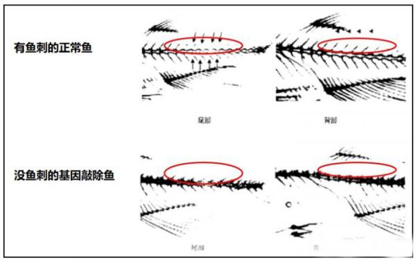 釣魚人之福：無小刺鯽魚即將上市，吃魚再也不用挑刺