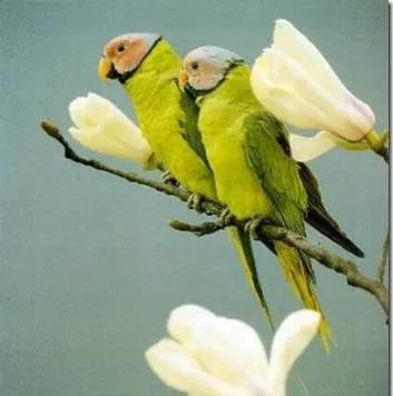 62對愛情鳥大比拼欣賞