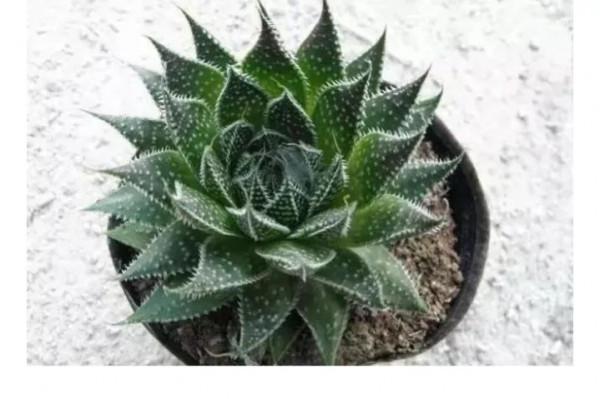 多肉植物該怎樣養護（