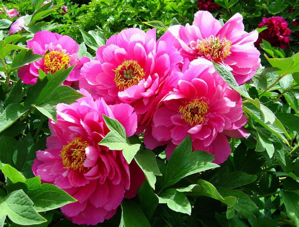 能“泡茶”的三種花，花開之後，摘點葉子就能喝！很實用