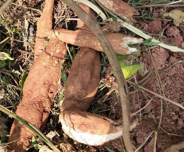 12月正當季，加工成粉一斤上百元，常見於山裡卻很少有人挖