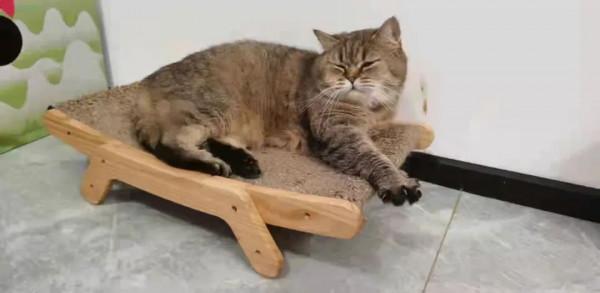 我經常出差旅遊,家裡的兩隻貓一隻狗怎麼辦呢? 我經常出差旅遊,家裡的兩隻貓一隻狗怎麼辦呢?