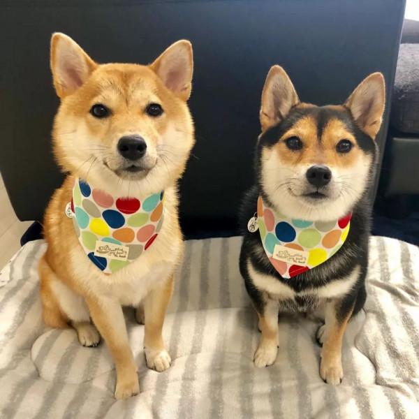 養公狗和養母狗的區別，看完才知道怎麼選擇