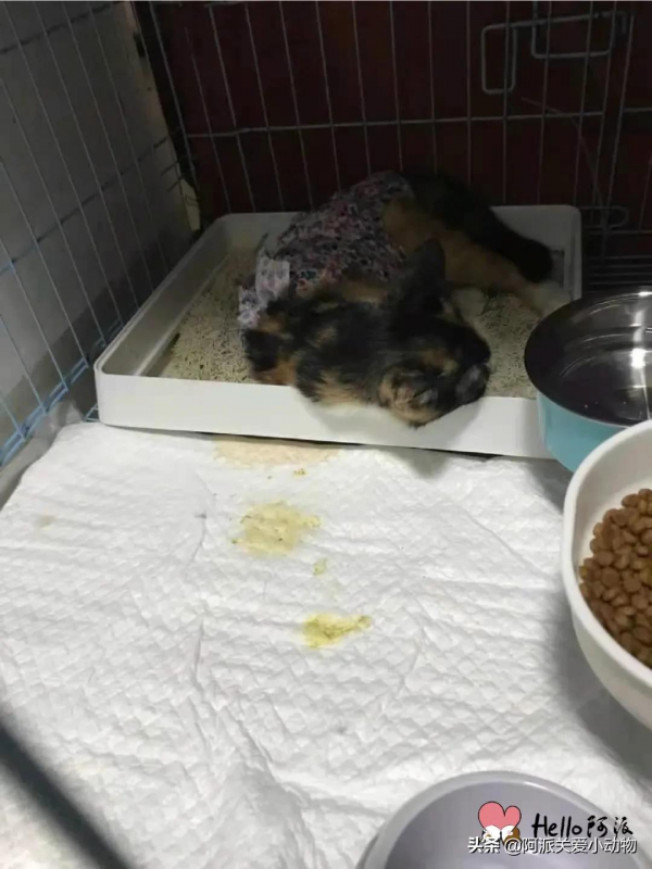 阿派救助基金公示 : 碰瓷大王，未成年三花少女的心機得逞