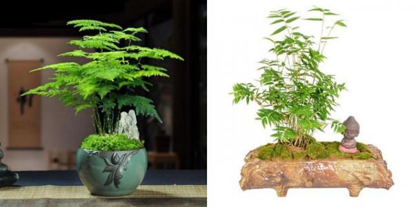 “100種花”適合養在陽臺上，一個比一個好看，還很好養護