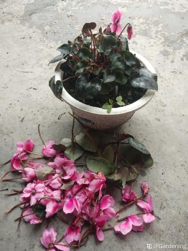 7種花，冬天人氣旺，夏天該咋養？