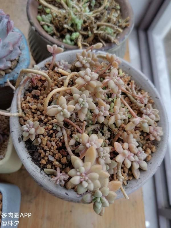 分享自己的配土和澆水經驗！包教包會！你不來瞅瞅？