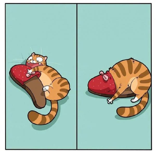 養貓人才會懂的痛:可能這就是愛吧 養貓人才會懂的痛:可能這就是愛吧