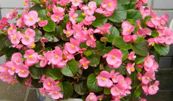 4種花要想長得好，扦插方法不能錯，否則一年不開花