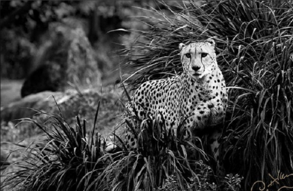 民間故事：男子豹口救鹿，數月後母鹿託夢，明天無論如何不能上山