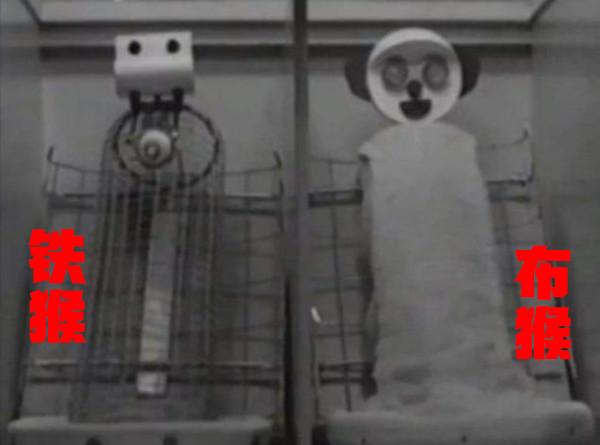 恆河猴實驗:以愛之名義,做殘忍虐心的實驗?使眾多幼兒重獲母愛 恆河猴實驗:以愛之名義,做殘忍虐心的實驗?使眾多幼兒重獲母愛