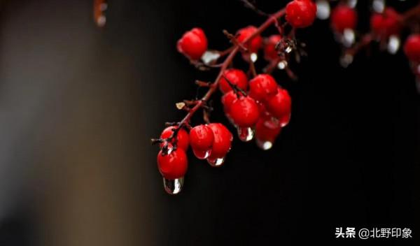 散文：冬天裡的紅豆樹