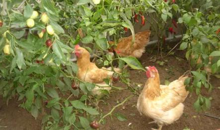 蔬菜發生病蟲害別打農藥，這3種土方法比用藥效果好