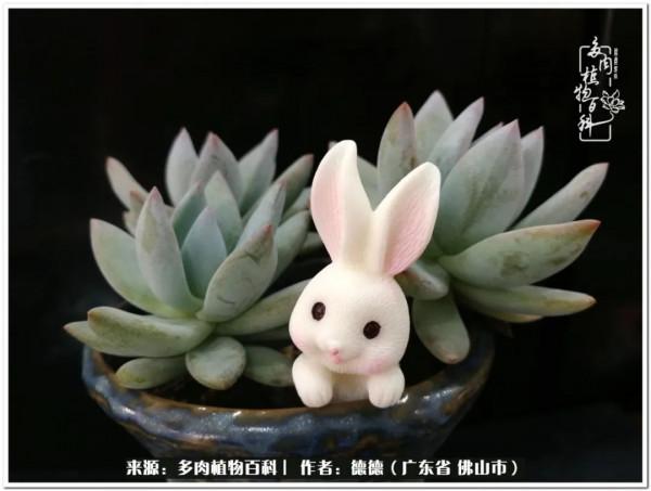 廣東的多肉陽臺:生命不息,折騰不止 廣東的多肉陽臺:生命不息,折騰不止