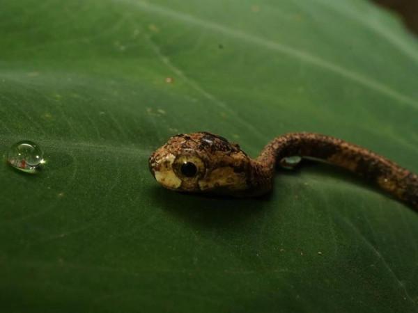 超級可愛的小蛇蛇 超級可愛的小蛇蛇