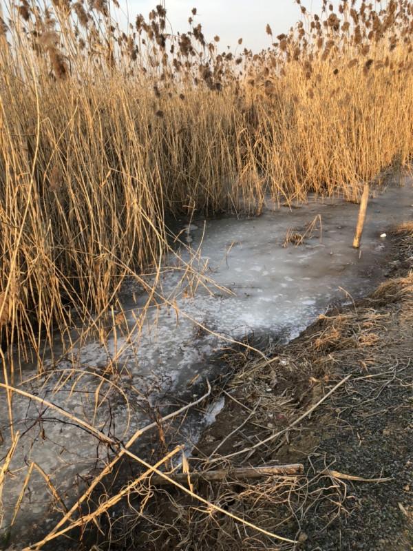 冰封天凍又何妨，漁者之樂有鯽相伴