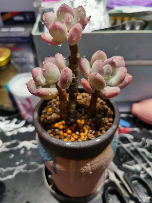 盤點盤點多肉界的“美人”們，個個顏值爆表，你養過哪幾種？