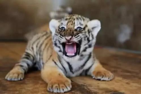 虎年收“萌”虎，萌寵大作戰