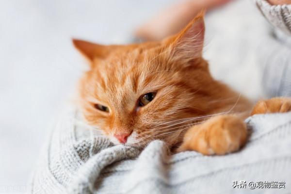 主人生氣不理貓幾天了會怎樣