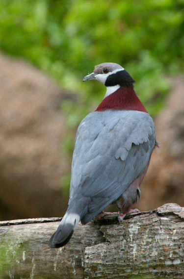 “嗓之眼”最大的鴿子小笠原雜色林鴿，和能“復活”的白喉秧雞