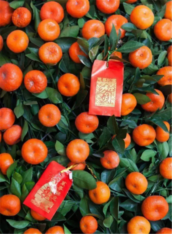 有錢人家的客廳，什麼花都可以不養，但這10種植物應該有